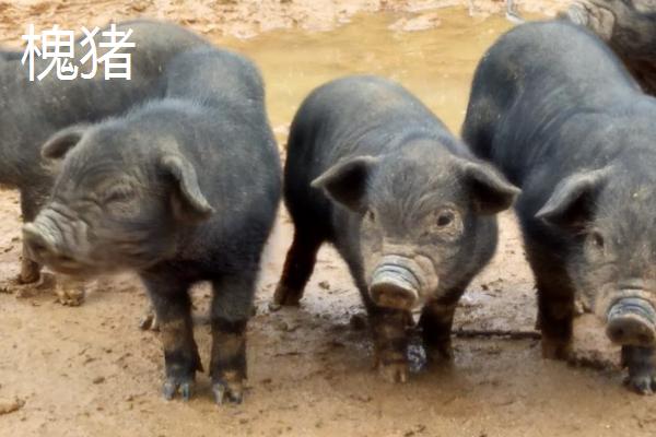 我国猪的品种有哪些，不同品种适合不同地区养殖