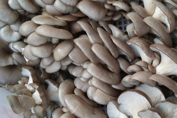 建设一亩蘑菇大棚的成本，通常为4-6万元左右