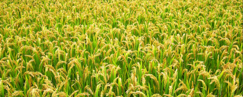 龙稻207水稻种子介绍，该品种主茎13片叶