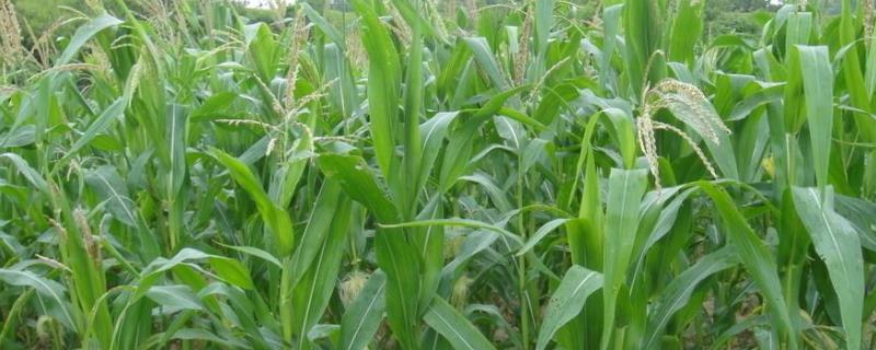 黑金699玉米品种的特性，注意防治地老虎和玉米螟