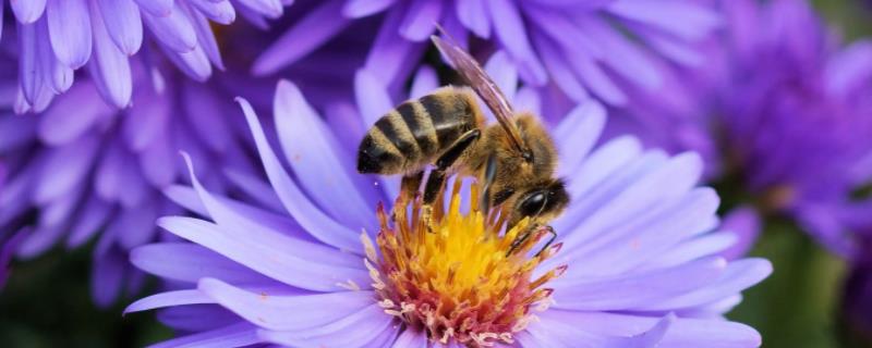 东方蜜蜂相关介绍，现处于野生、半野生或家养状态