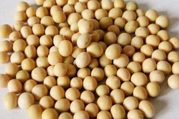 徐春6号大豆种子特征特性，适宜密度
