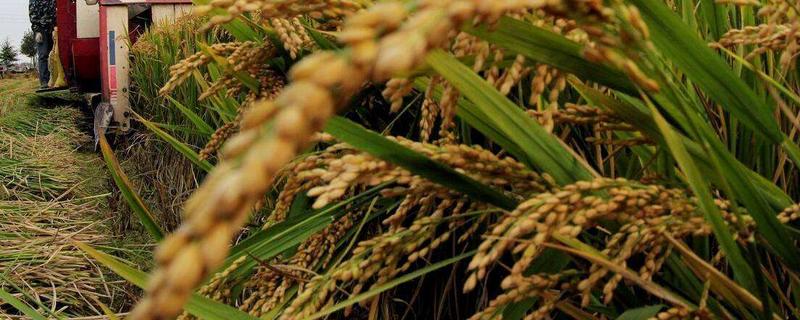 荃9优063水稻种子简介，当每亩茎蘖苗达够穗苗时