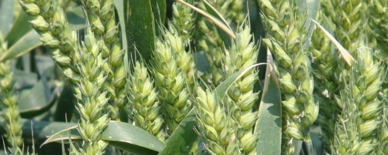 黄淮麦998小麦种简介，半冬性小麦品种