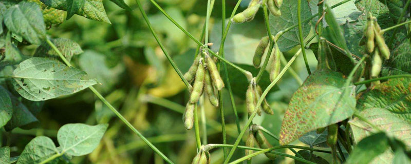 菏豆33号大豆种子介绍，夏大豆品种