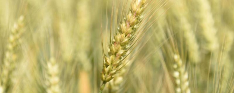 镇麦21小麦品种简介，基本苗适期播种每亩18万左右