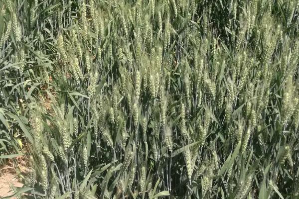 镇麦21小麦品种简介，基本苗适期播种每亩18万左右