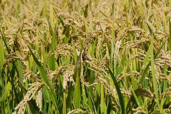 扬辐粳7088水稻品种的特性，中抗白叶枯病