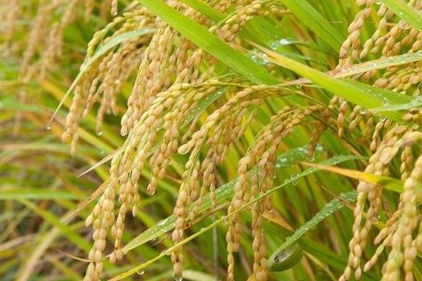 淮香粳918水稻种子简介，适期播种
