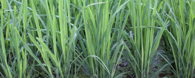 君玉占水稻种简介，每亩有效穗19.9万