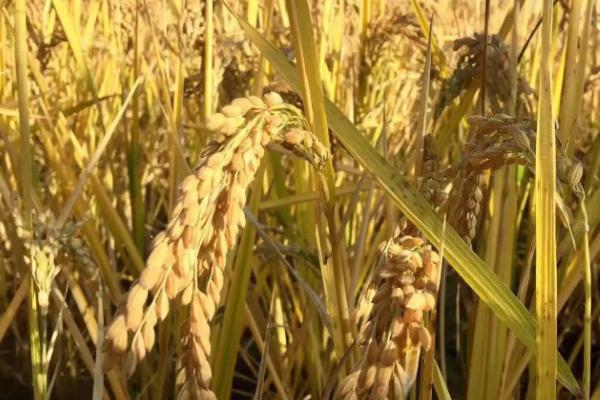 扬农粳3426水稻种子特征特性，综合防治病虫害