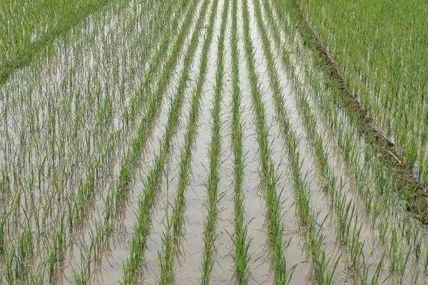 天隆优585水稻种子简介，三系杂交中粳稻品种