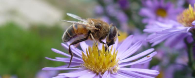 蜜蜂秋繁奖励饲喂多长时间，每天饲喂直到越冬期来临前21天