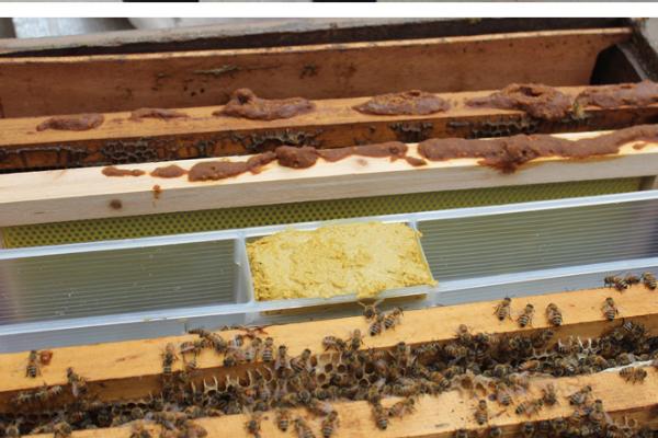 如何使用蜜蜂饲喂器，装好干糖后放在箱体与副盖之间即可
