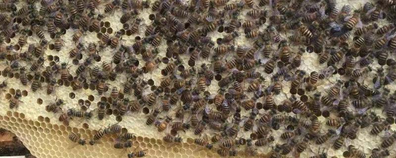 蜜蜂造脾的速度，因群势强弱、蜜源多寡等不同而不同