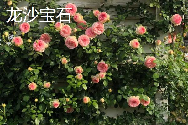 好养活的月季花有哪些，包括红双喜、龙沙宝石、朱丽叶等品种