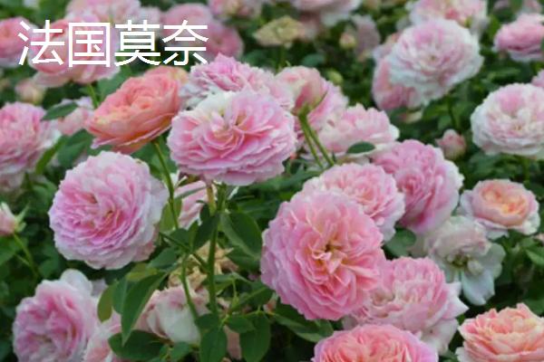 好养活的月季花有哪些，包括红双喜、龙沙宝石、朱丽叶等品种