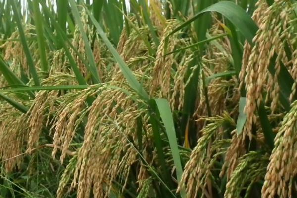 华浙优2473水稻种子介绍，该品种植株较高