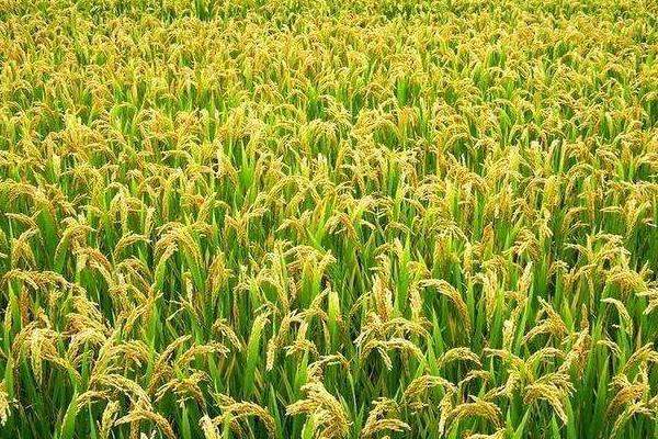 浙粳147水稻种子简介，该品种株高中等