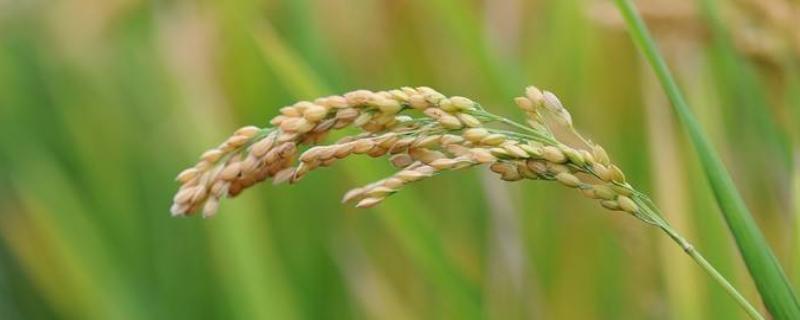 中嘉3号水稻种子特点，注意病虫害防治