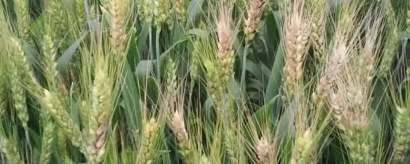 皖宿21小麦种子特征特性，全生育期224.3天