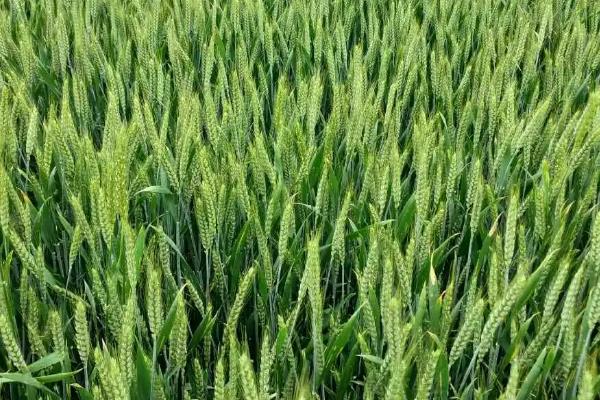 阜麦19小麦品种简介，全生育期224.9天