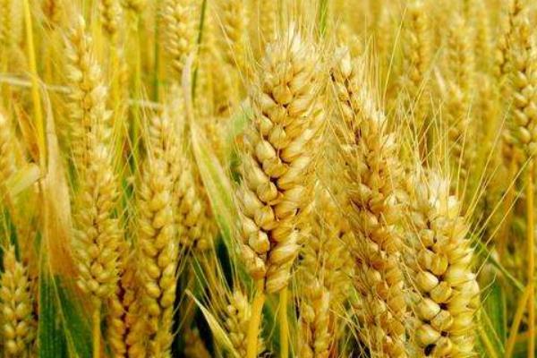 大地1087小麦种子简介，每亩16－18万基本苗