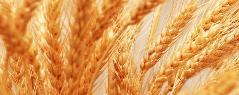 隆跃99小麦种子特征特性，每亩16－18万基本苗