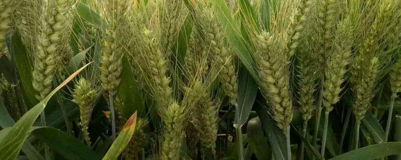 徽麦7号小麦种简介，属春性品种