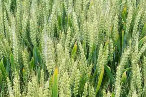安科1706小麦种子简介，属半冬性品种