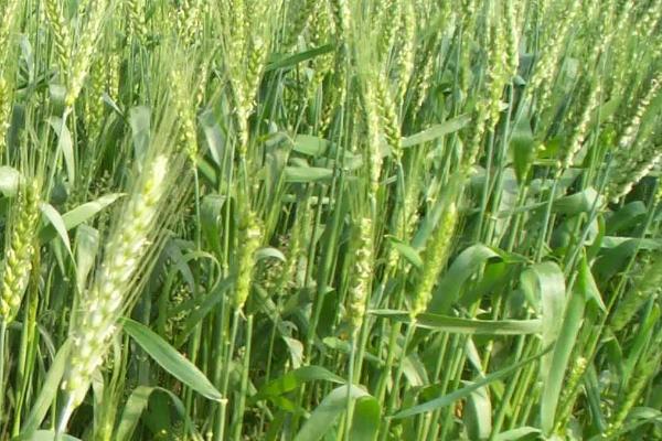 大地1087小麦种子简介，每亩16－18万基本苗