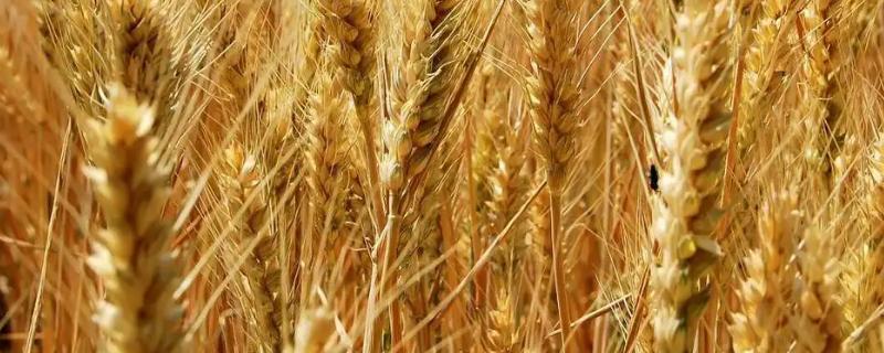 蒙麦313小麦种简介，每亩16－18万基本苗