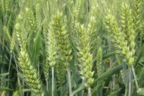 永祥6号小麦种子介绍，属半冬性品种