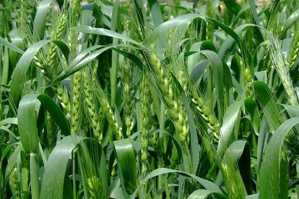 永祥6号小麦种子介绍，属半冬性品种