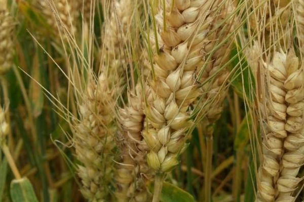 柳麦528小麦种简介，全生育期221.2天