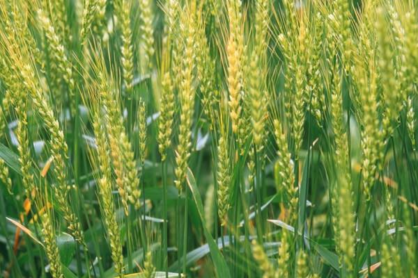 雨田麦1891小麦种简介，为中强筋品种