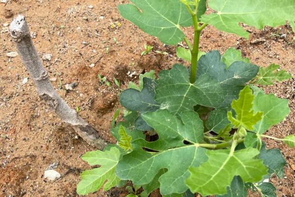 无花果树苗的价格，价格会根据地区、时间、季节等浮动