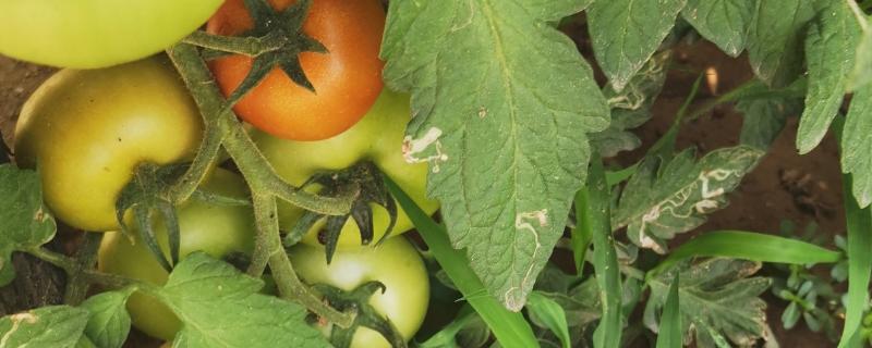 番茄转色不良的原因，温度过低或施肥不当均会导致