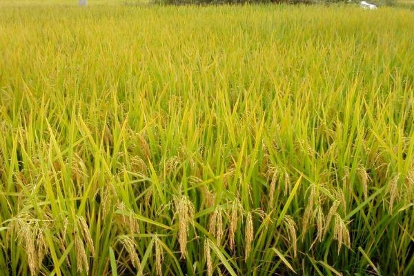 野香优油丝水稻品种的特性，该品种株型适中