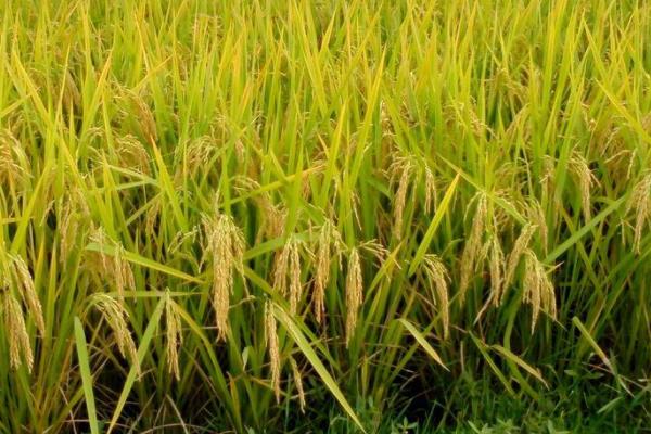色香优明月丝苗水稻种子简介，秧田播种量每亩10公斤