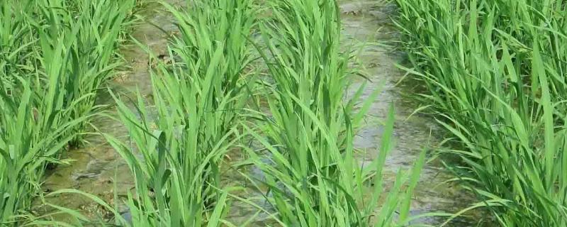 之两优205水稻品种简介，该品种株型适中