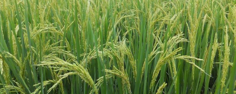 金珍优瑞丝水稻种子介绍，该品种株型适中