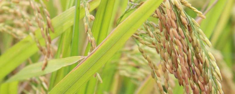 贵两优银占水稻品种的特性，该品种株型适中
