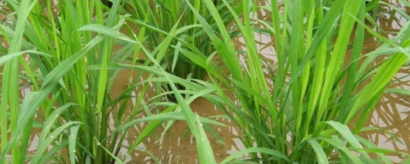 兴安香丝苗水稻种子简介，该品种株型适中