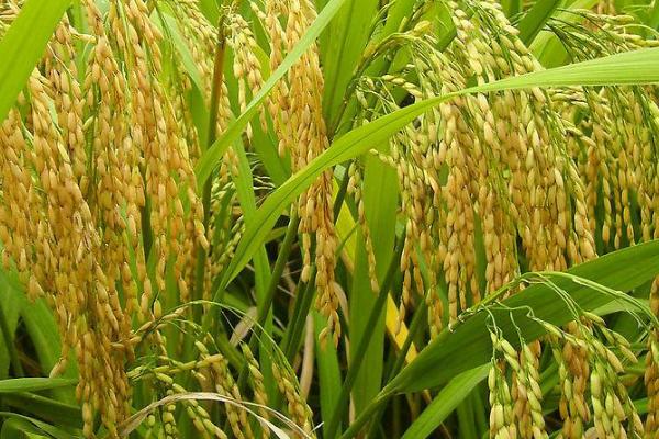 金珍优瑞丝水稻种子介绍，该品种株型适中
