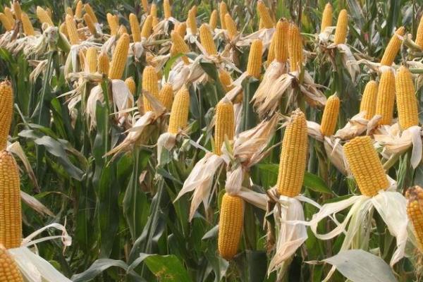 豫冠395玉米品种的特性，注意防治茎腐病