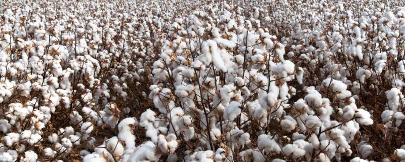 棉花何时传入中国，陆地棉良种于清末引入我国