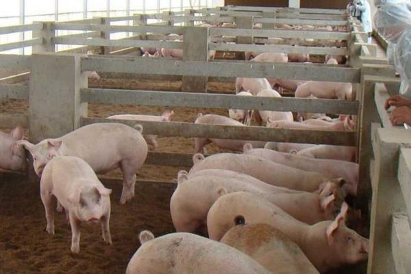 夏天怎么让猪快速生长，需注意做好通风降温等措施
