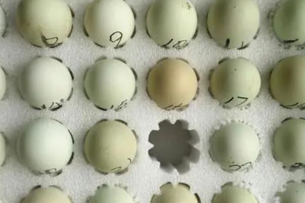 临武鸭孵化管理要点，应做好种蛋的挑选工作
