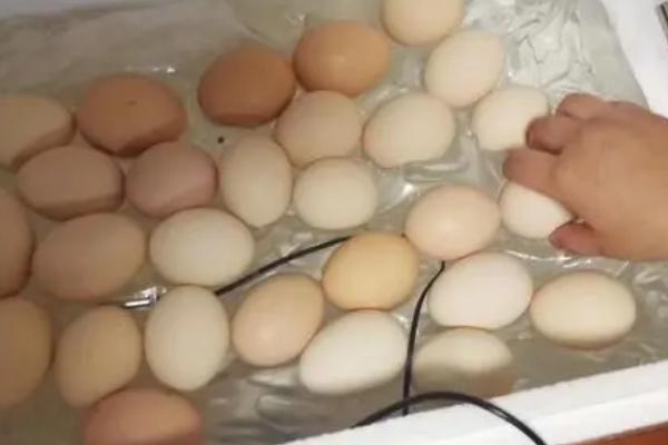 临武鸭孵化管理要点，应做好种蛋的挑选工作